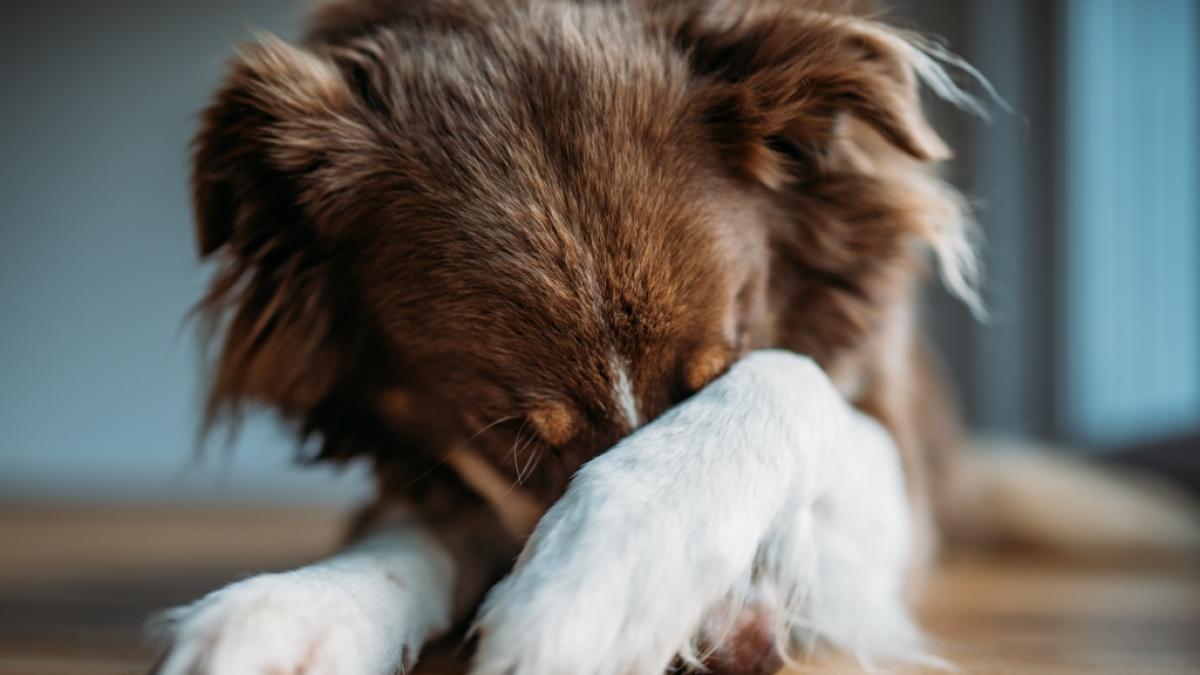 In Dover sprang ein Hund vom Bett, landete auf einem Baby und verletzte es schwer. (Foto)