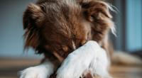 In Dover sprang ein Hund vom Bett, landete auf einem Baby und verletzte es schwer.
