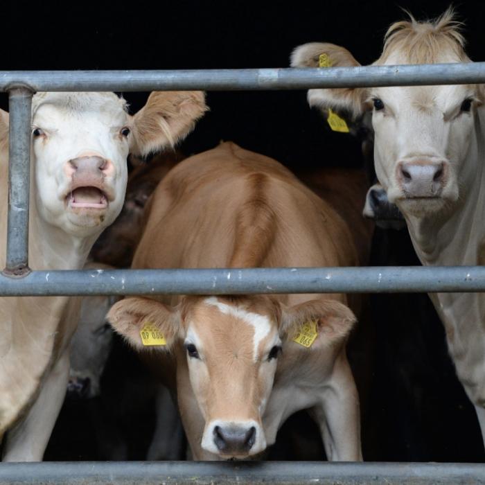 Schlachthof verkauft tonnenweise Fleisch kranker Tiere nach Europa