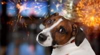 Für viele Hunde, Katzen und andere Haustiere sowie Wildtiere ist Silvesterfeuerwerk ein absoluter Albtraum.
