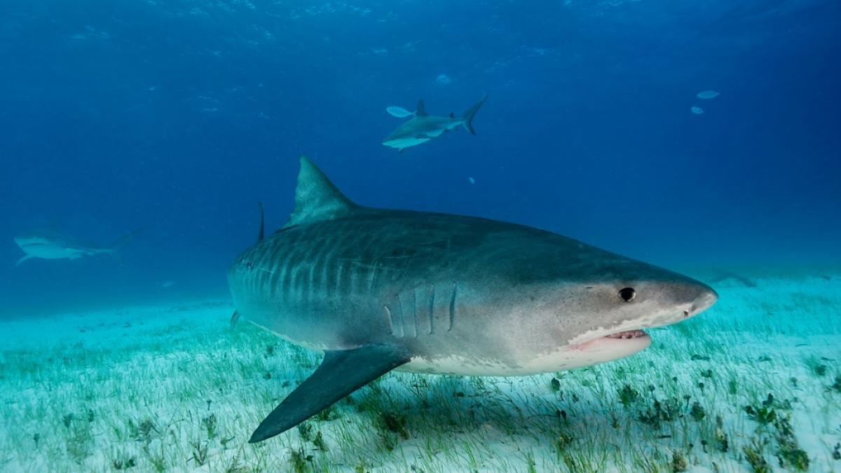 Eine Netflix-Crew wurde bei einem Dreh von zwei Tigerhaien attackiert. (Symbolfoto) (Foto)