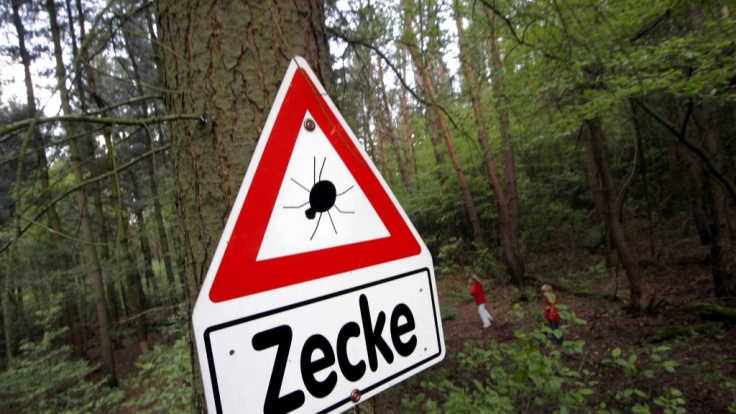 Im Wald lauert die Gefahr: Es ist Zeckensaison.