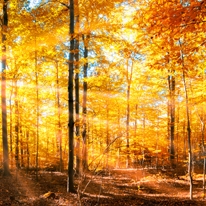 Sonniger Herbst? DAS sagt der 100-jährige Kalender voraus