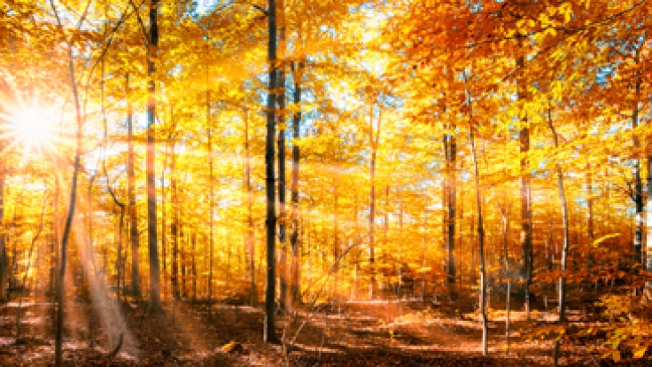 Der Hundertjährige Kalender verrät, wie das Wetter im September 2017 werden könnte.