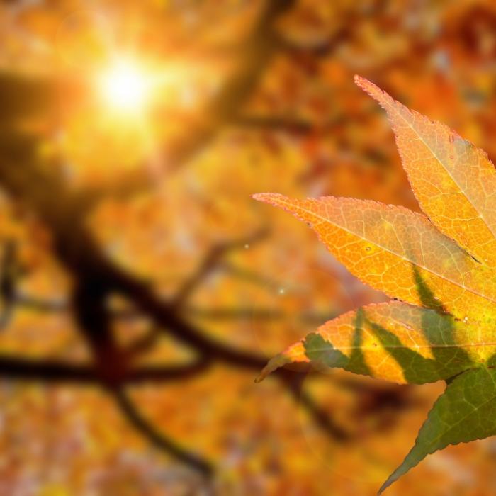 Herbst-Klatsche oder Sommer-Verlängerung - Meteorologen aktualisieren Prognose