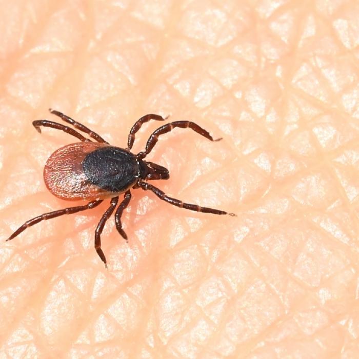 Experte warnt vor gefährlichen Doppel-Infektionen