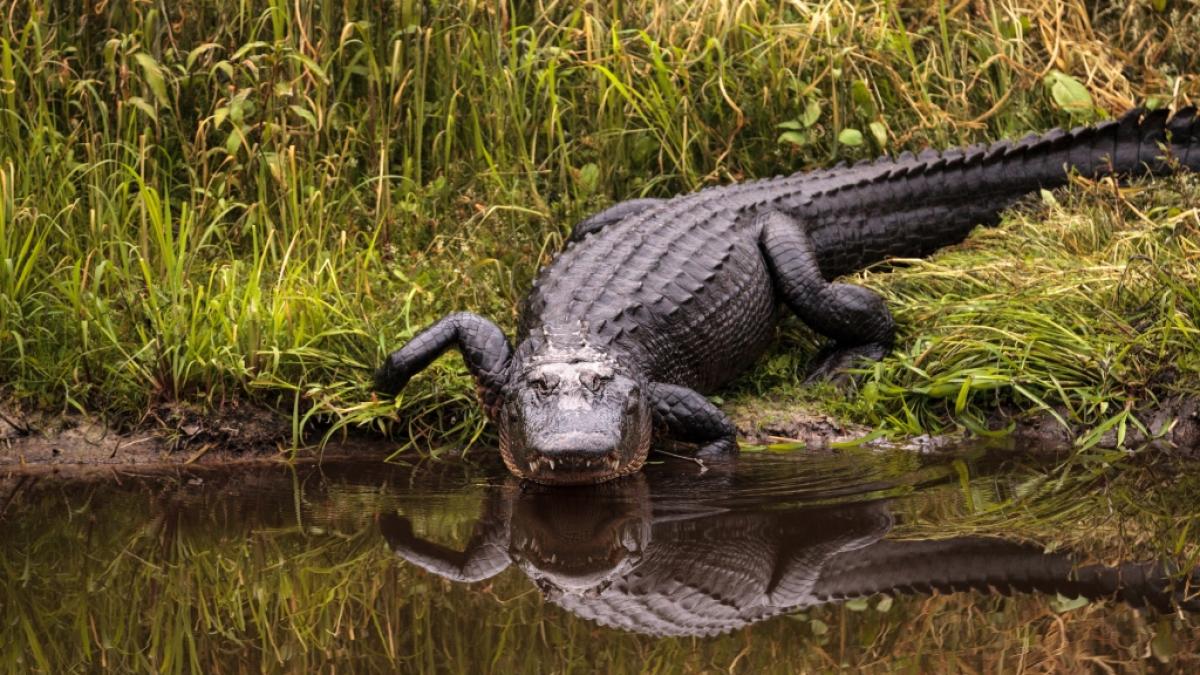 In South Carolina hat es eine t&ouml;dliche Krokodil-Attacke gegeben. (Symbolfoto) (Foto)