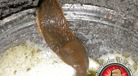 Schneckenpapst Dr. Markus Bieri hält nicht viel von der Bierfalle. Sie lockt die Tiere eher an, als das sie sie vertreibt. Für Gärtner ein Graus.