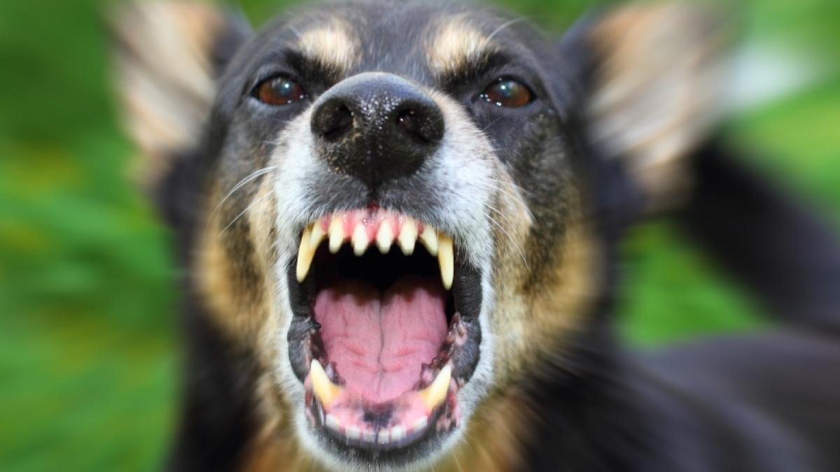 Bei einer Hunde-Attacke ist eine Frau t&ouml;dlich verletzt worden. (Foto)