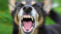 Bei einer Hunde-Attacke ist eine Frau tödlich verletzt worden.