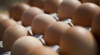 Eine Delikatesse auf den Philippinen und in Vietnam sind Balut.