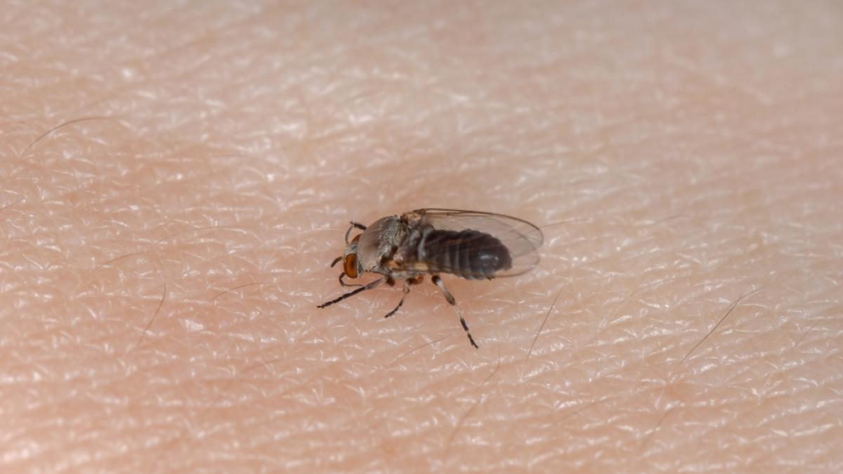 Wissenschaftler bef&uuml;rchten, dass sich Kriebelm&uuml;cken durch steigende Temperaturen in Deutschland weiter ausbreiten k&ouml;nnten. (Foto)