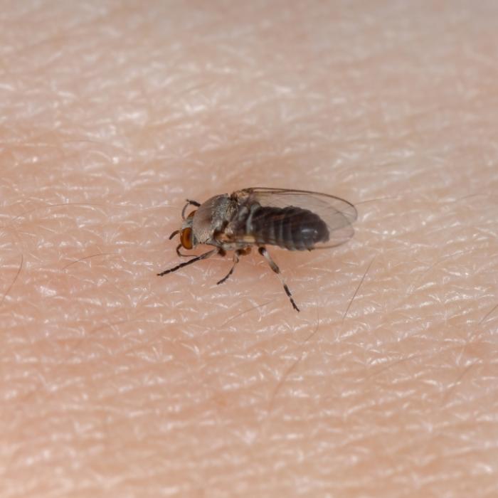 1,2 Millionen Menschen blind nach Stich! Ausbreitung der Insekten befürchtet