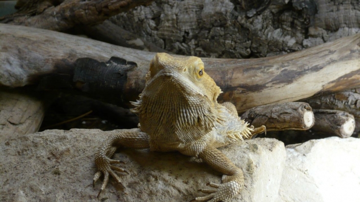 Anna Und Die Wilden Tiere Dinos