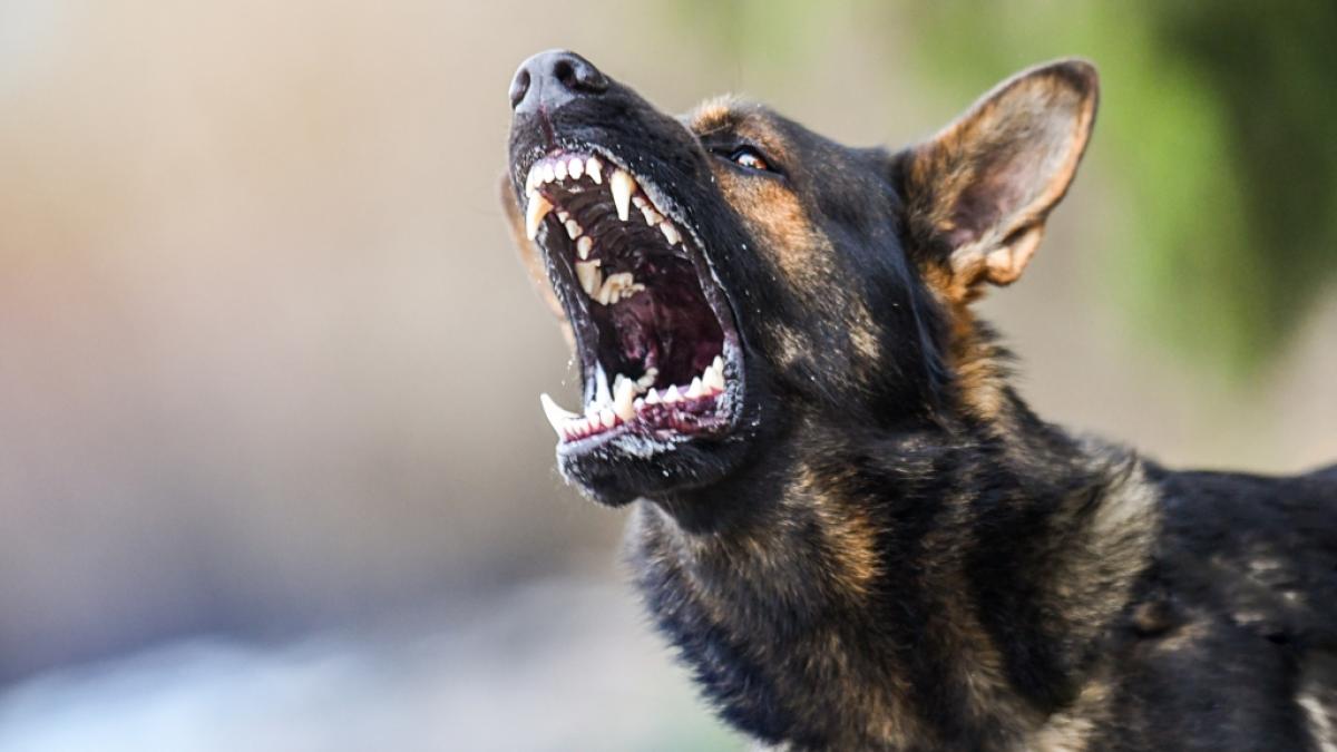 Als sein Frauchen von einem Exhibitionisten bedr&auml;ngt wurde, biss ein Hund in Baden-W&uuml;rttemberg kurzerhand zu (Symbolbild). (Foto)