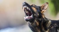 Als sein Frauchen von einem Exhibitionisten bedrängt wurde, biss ein Hund in Baden-Württemberg kurzerhand zu (Symbolbild).