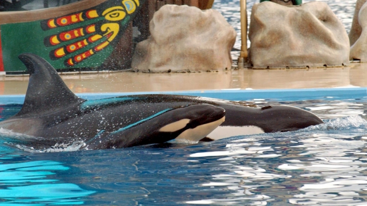 Orca-Parks stehen schon lange unter der Beobachtung von Tiersch&uuml;tzern. (Foto)