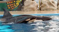 Orca-Parks stehen schon lange unter der Beobachtung von Tierschützern.