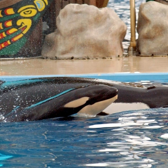 Selbstmordversuch? Dramatische Szenen in Orca-Park