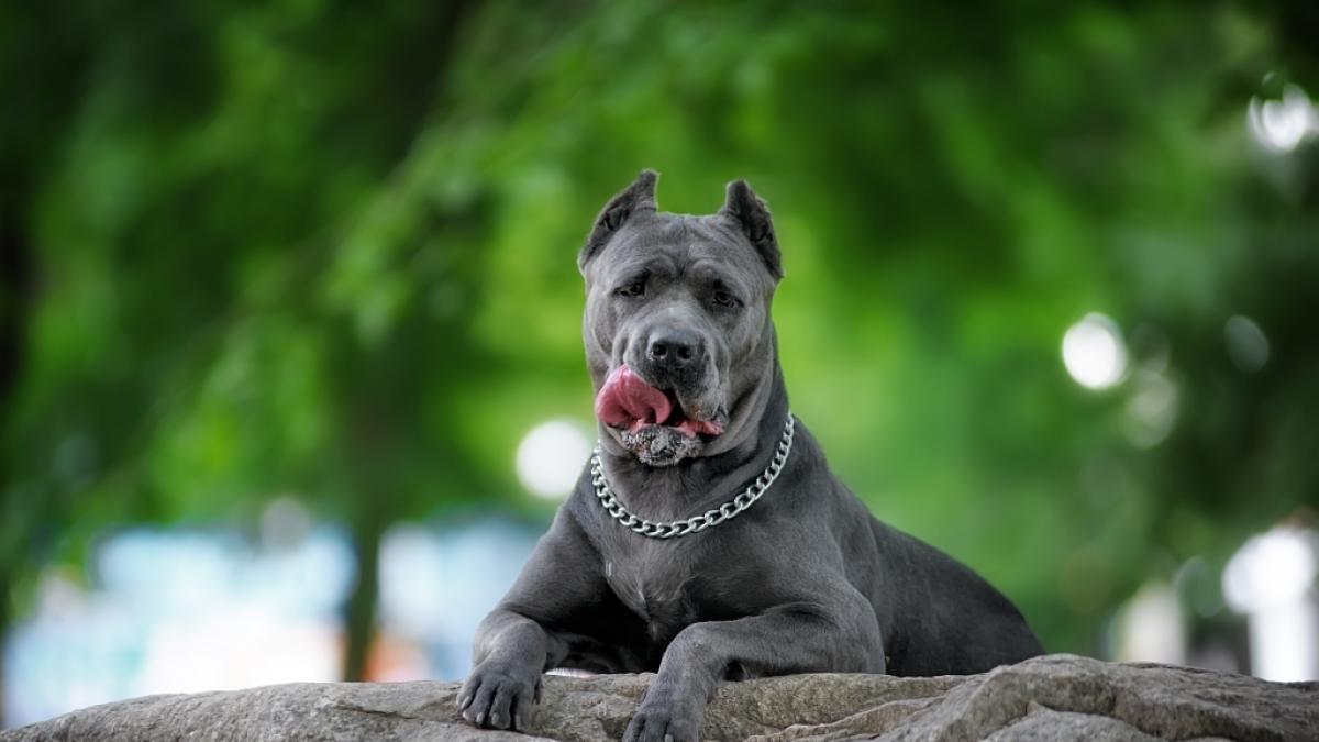 Ein Hund der Rasse&nbsp;Cane Corso X hat ein Baby angegriffen (Symbolfoto). (Foto)