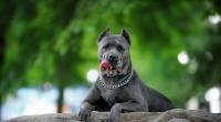 Ein Hund der Rasse Cane Corso X hat ein Baby angegriffen (Symbolfoto).