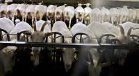 Mehrere Fälle von Q-Fieber, auch als Ziegengrippe bekannt, sind im Sommer 2021 in Berlin registriert worden.