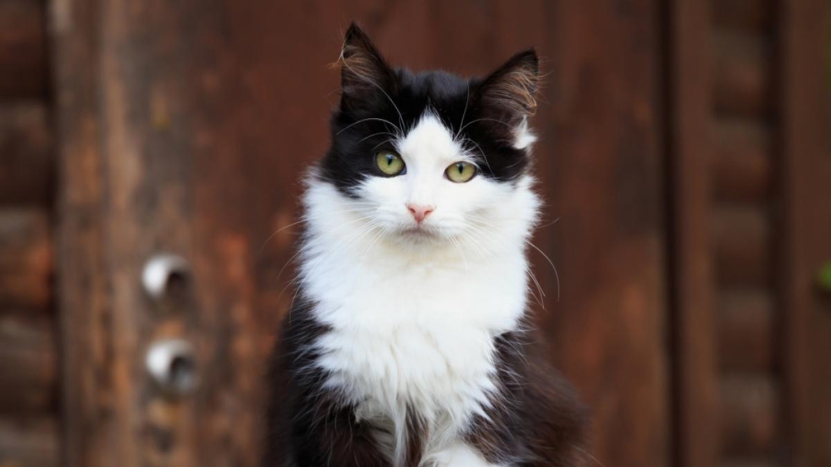 Auf einem Londoner Spielplatz wurde der abgetrennte Kopf einer Katze entdeckt. (Symbolfoto) (Foto)