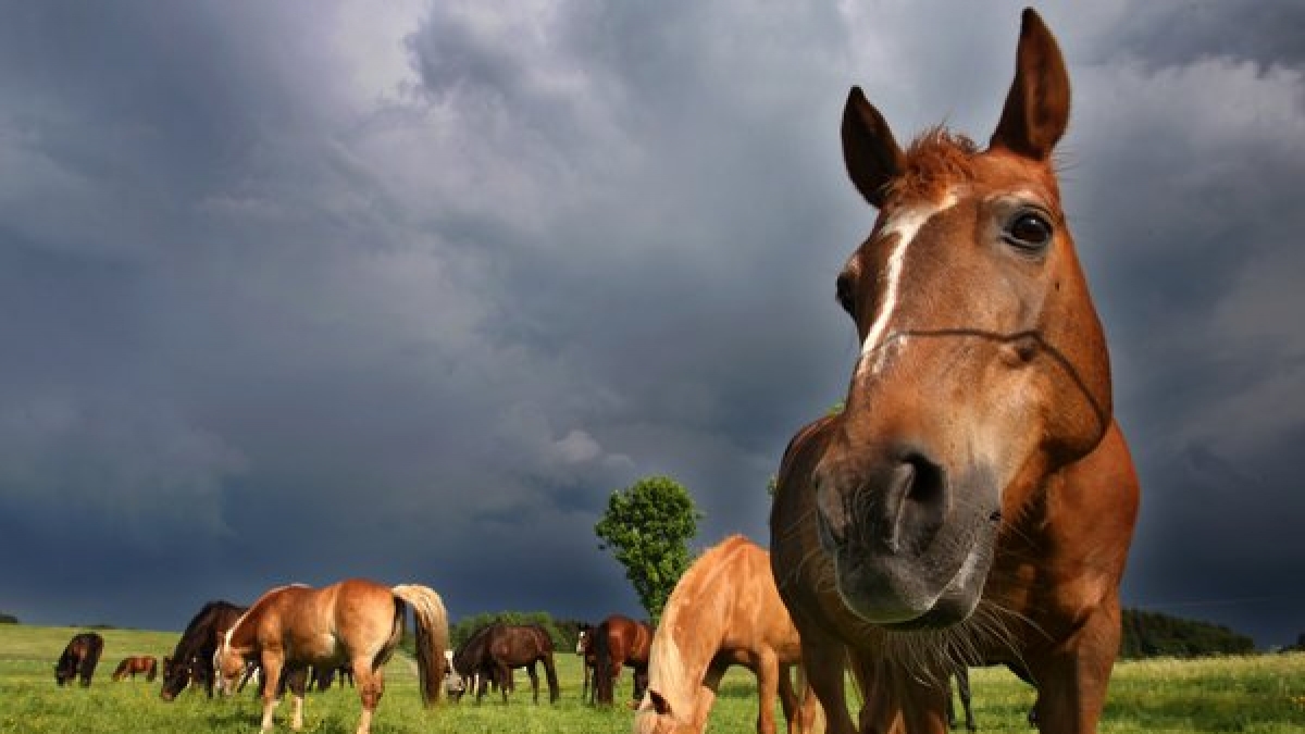 Pferde traben auf einer Wiese in Schwaben. Die menschliche Tierliebe hat eine enorme Bandbreite, wie ein Sodomie-Fall in Hamburg zeigt  (Foto)