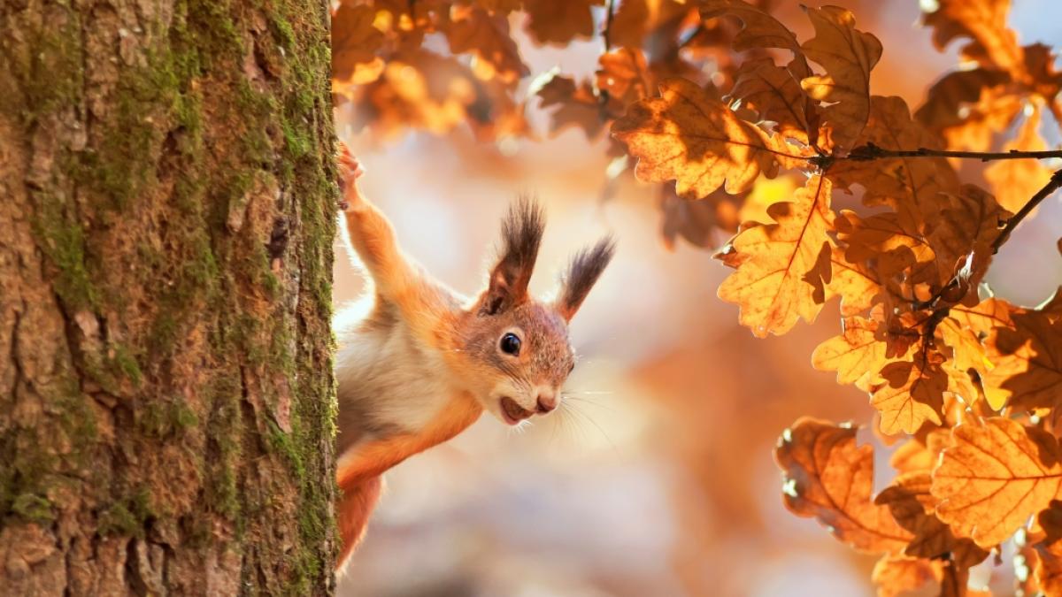 Wie wird das Wetter im ersten Herbstmonat des Jahres? (Foto)