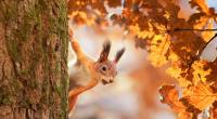 Wie wird das Wetter im ersten Herbstmonat des Jahres?