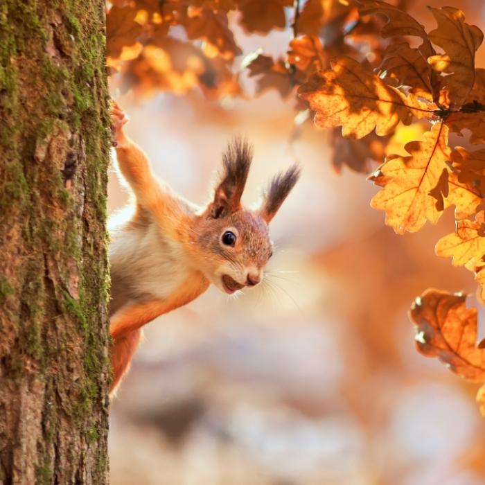 Fällt der Herbst komplett ins Wasser? Das sagt der 100-jährige Kalender