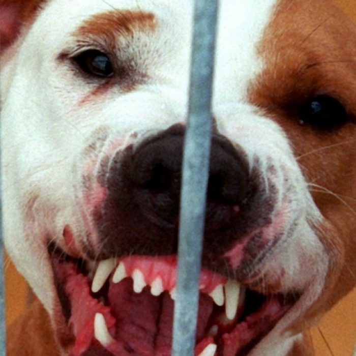 Frau (43) von eigenen Hunden zerfleischt - tot!