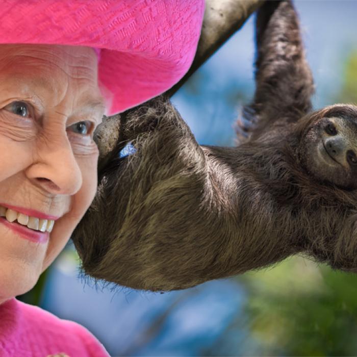 Krokodil, Faultier und Co.! DIESE bizarren Haustiere gehören der Queen
