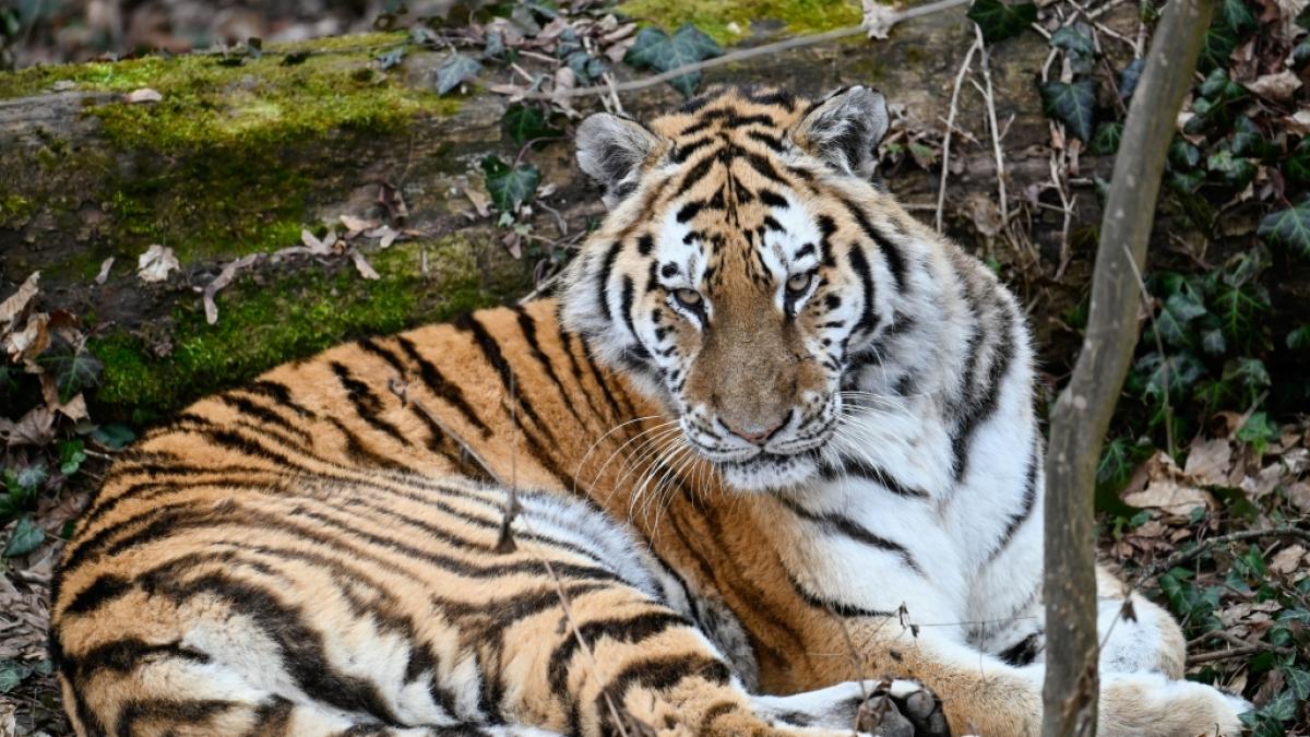 Im Tierpark Delbr&uuml;ck attackierte ein Tiger eine 33-J&auml;hrige Pflegerin und verletzte diese schwer. (Foto)