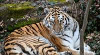 Im Tierpark Delbrück attackierte ein Tiger eine 33-Jährige Pflegerin und verletzte diese schwer.
