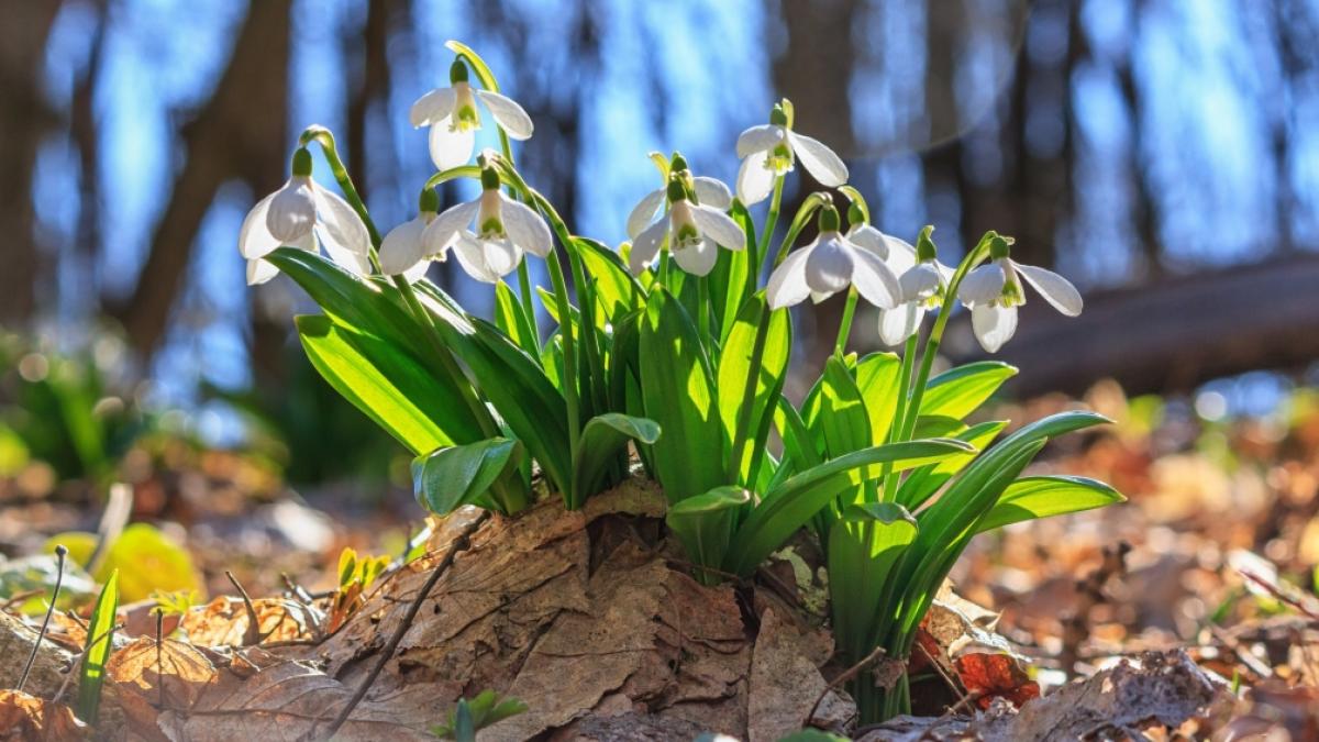 Fr&uuml;hlingstemperaturen mitten im Winter! (Foto)