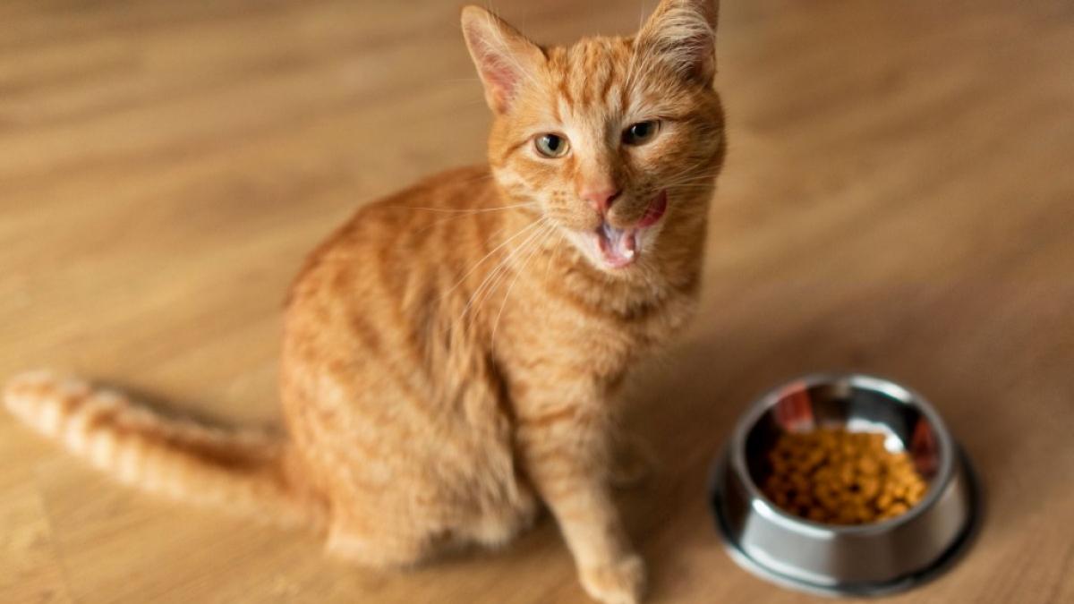 An hei&szlig;en Sommertagen fressen viele Katzen deutlich weniger als gewohnt. (Foto)