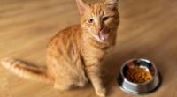 An heißen Sommertagen fressen viele Katzen deutlich weniger als gewohnt.
