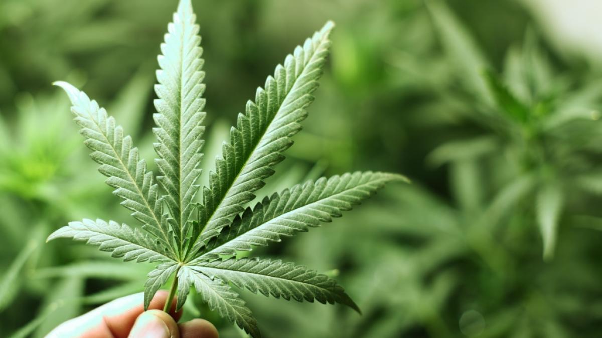 Seit der Legalisierung hat sich einiges beim Eigenanbau ver&auml;ndert. (Foto)
