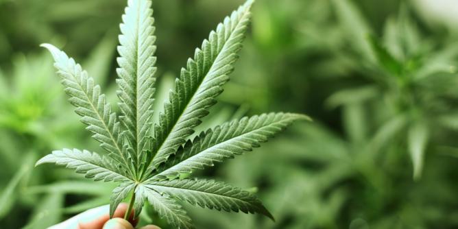 Zwei Jahre nach der Legalisierung
