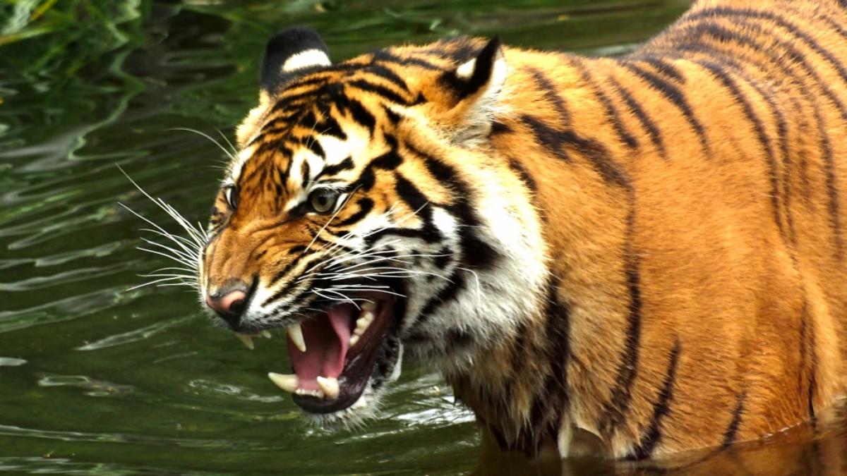 Ein K&ouml;nigstiger hat in Mexiko einen Mann t&ouml;dlich verletzt. (Symbolfoto) (Foto)