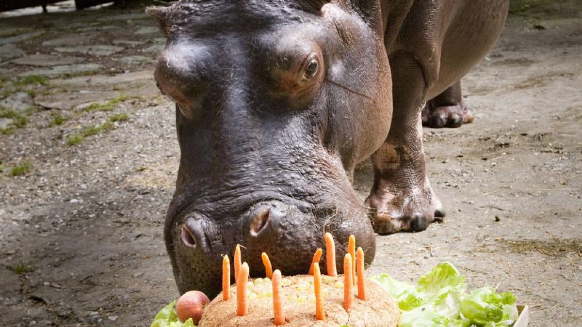 Geburtstag (Foto)