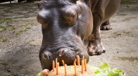 Es soll der Ehrentag im Jahr sein: der Geburtstag. Aber es gibt Menschen, die sagen nicht «Herzlichen Glückwunsch» oder «Alles Liebe», nein, sie nutzen den Tag für einen derben Kalauer: «Happy Burzeltag» sagen sie. Ähnlich schlimm: «Herzlichen Glühstrumpf