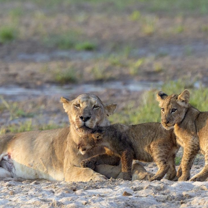 Wiederholung der Tierreihe online und im TV