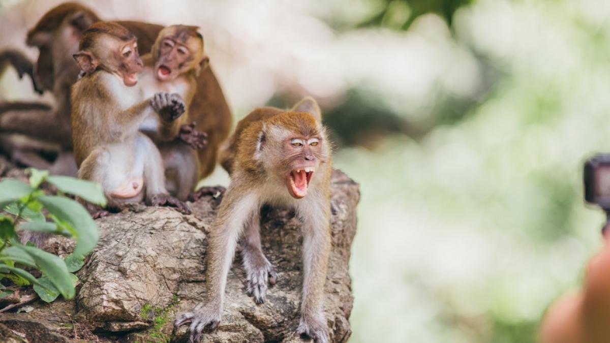 Mit Malaria verseuchte Affen sorgen in Thailand derzeit f&uuml;r explodierende Infektionszahlen (Symbolbild). (Foto)