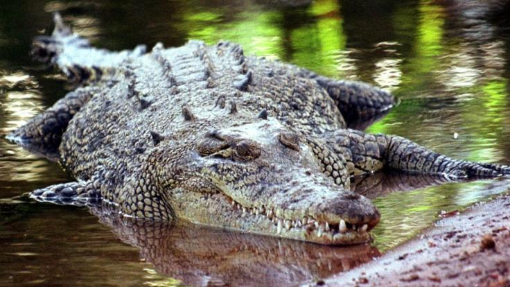 Tödliche Krokodil-Attacken sind in Indonesien keine Seltenheit.