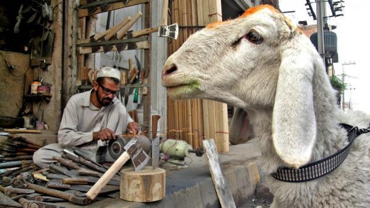 In den islamischen L&auml;ndern hat das Opferfest Eid al-Adha begonnen. Schafe oder Ziegen gelten dabei als beliebtes Opfertier f&uuml;r die rituelle Schlachtung. (Foto)