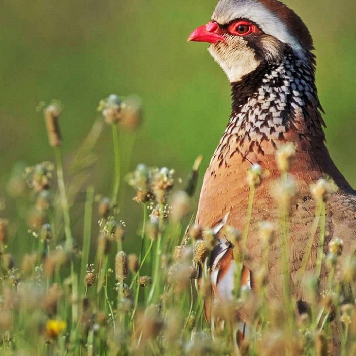 Wiederholung der Tierreihe online und im TV