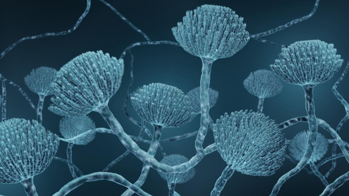 Das Risiko f&uuml;r eine Ansteckung mit&nbsp;Aspergillus fumigatus ist durch eine Coronavirus- und Influenza-Infektion erh&ouml;ht. (Symbolfoto) (Foto)