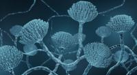 Das Risiko für eine Ansteckung mit Aspergillus fumigatus ist durch eine Coronavirus- und Influenza-Infektion erhöht. (Symbolfoto)
